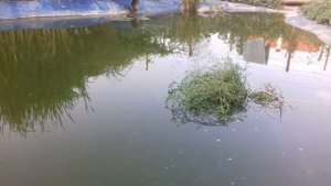 Пруд своими руками из бетона с биоплато.Кормление белых амуров.