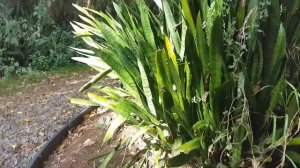 #25 Это растение должно быть в каждом доме