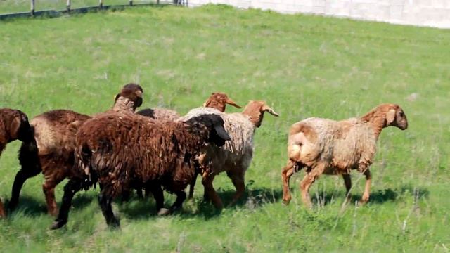 Гиссарские овцы и мериноландшаф. Молодняк. смотреть онлайн