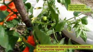 Пасынкование низкорослых томатов в открытом грунте