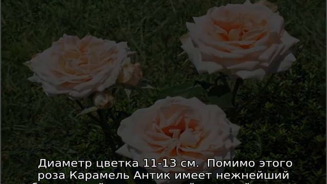 Роза Грандифлора: что это такое смотреть онлайн