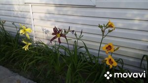 ?Лилейники. Цветение и подсчеты.