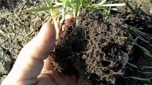 Поздний посев пшеницы, предшественник подсолнух.