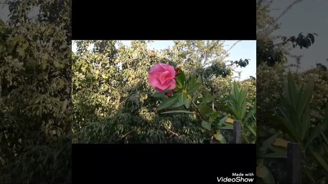 Олеандр бугенвилия гранат. смотреть онлайн