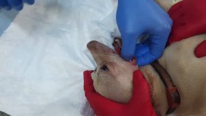 Клинический случай. Санация ротовой полости и удаление зубов у собаки.