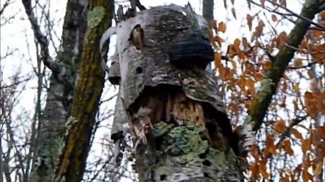 3 KINDS OF FUNGUS Mushrooms - Hoof Tinder [Fomes Fomentarius] смотреть онлайн