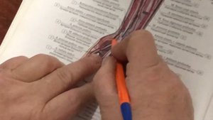 Сосуды верхних конечностей 3 часть