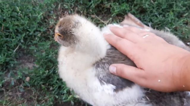 ОТЁК ПАЗУХИ У ГУСЯ/ЧТО ДЕЛАТЬ? смотреть онлайн