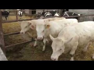 Быки-производители породы Шароле. Рабочие будни