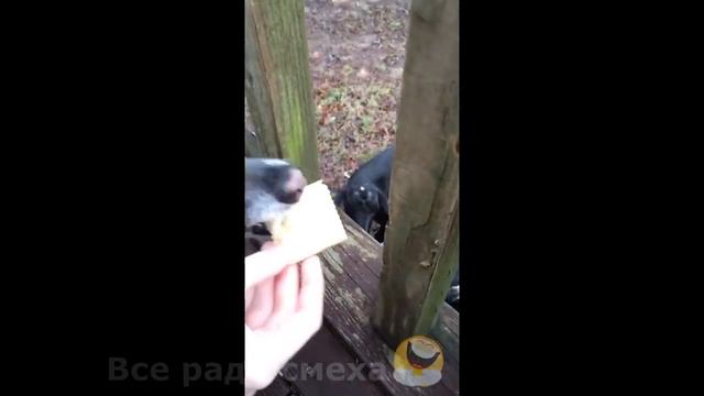 СМЕШНЫЕ ЖИВОТНЫЕ!Лучшие видео нарезки с животными со всего света!!!Часть 9 смотреть онлайн