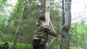 Более подробное начало снятия бересты лентой
