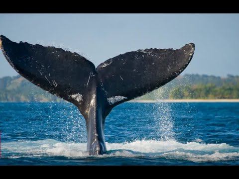 Поцеловать кита и не умереть смогли туристы в Мексике