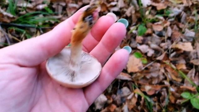 ЕДИНОРОЖЕК НА ПРОГУЛКЕ