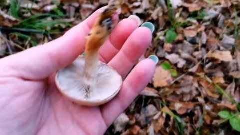 ЕДИНОРОЖЕК НА ПРОГУЛКЕ