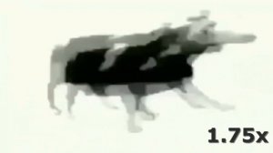 Корова танцует под польскую музыку (скорость 999x)