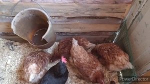 гнезда для кур. насесты для кур. моя птица.моя деревня