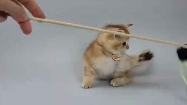 Золотой шотландский котенок Персиваль...Кошки...золотая шиншилла...прямоухий шотландец....котята.