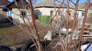 клевер белый зимой