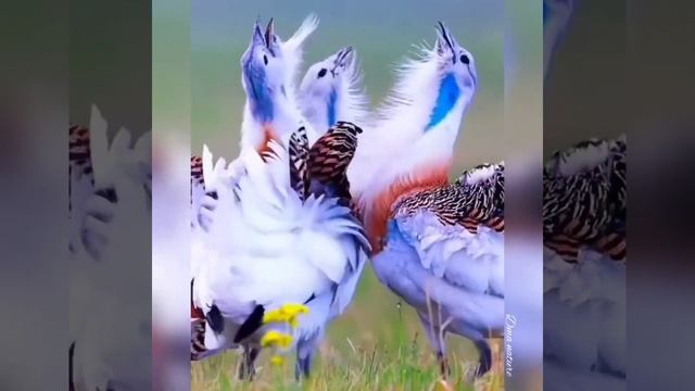 Dospolova M. A. Как прекрасен этот мир. Этот мир придуман не нами. Удивительный мир. Наша планета. смотреть онлайн