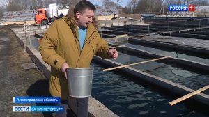 В Ленинградской области создадут племенной питомник для разведения лосося