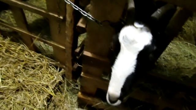 Опять поехал обезроживать! смотреть онлайн