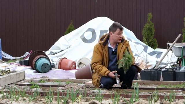 уже пора делать бесплатное удобрение - настой травы