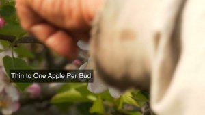 Apple Tree Anatomy - Introduction to Bud Types, Formation and Growth