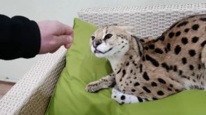 Serval bites