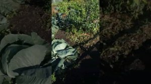 Сибирские яблони "Алтайское зимнее" и "Алтайское румяное"