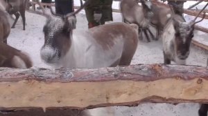 Из жизни оленеводов Якутии