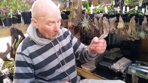 Air Plants Tillandsia Ionantha 'Fuego' on driftwood