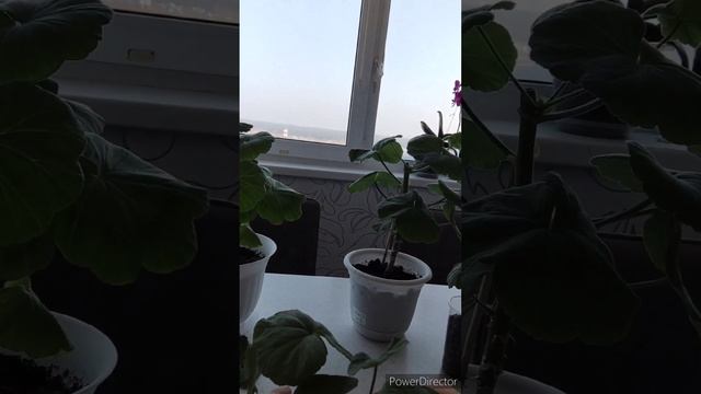 Посадка черенков пеларгонии. Советы для начинающих. #комнатныецветы смотреть онлайн