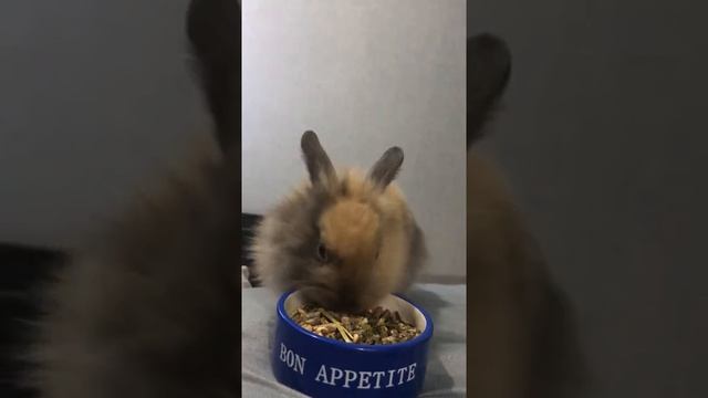 Что едят кролики смотреть онлайн