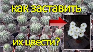 Что делать чтобы кактусы цвели