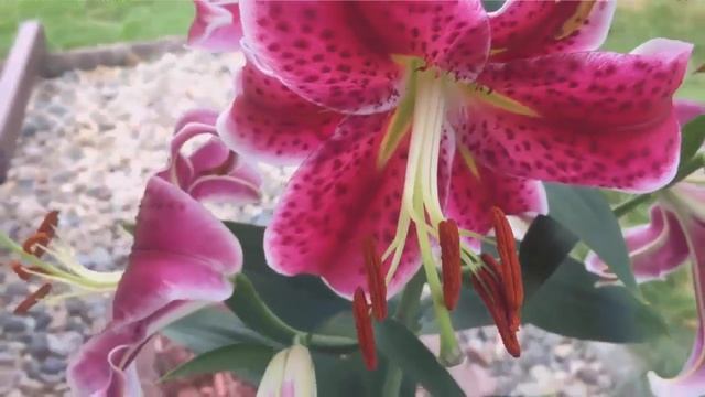 Stargazer Lilies | What You Need To Know смотреть онлайн