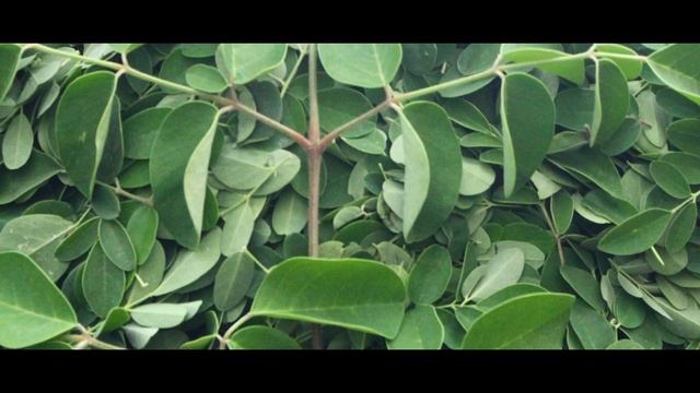 Organic Moringa Powder (Mega Green) смотреть онлайн