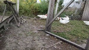 СУПЕР ЯЙЦЕНОСКОСТЬ МУСКУСНЫХ УТОК. ВЕДРО ЯИЦ В ДЕНЬ.. СОДЕРЖАНИЕ И КОРМЛЕНИЕ МУСКУСНЫХ УТОК.