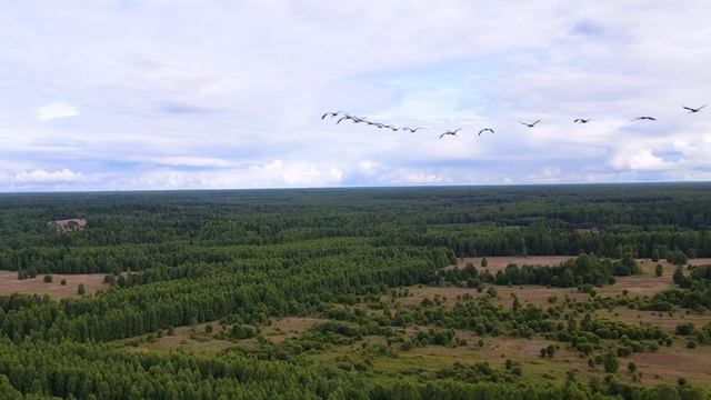 The Cranes Are Flying смотреть онлайн