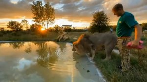 Человек- лев