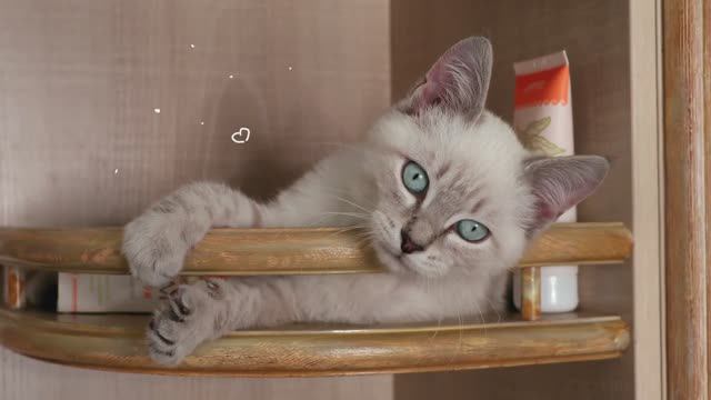 Крем для рук — коты рекомендуют! (от официального представителя АргоМосква)