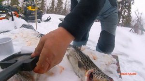 ПОЙМАЛ КУМЖУ ЗИМОЙ | Трофей на жерлицу | Brown trout in winter