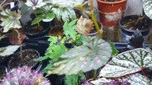 Беда? на бегониях мучнистая роса