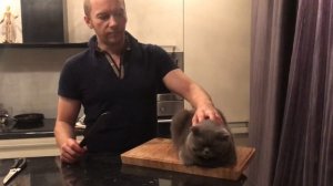 Как приготовить рождественского кота