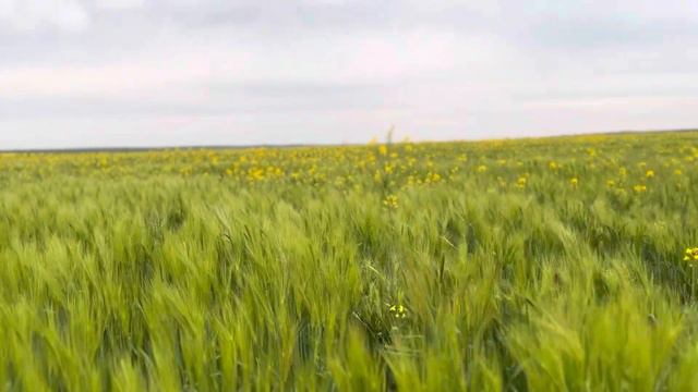 ПАДАЛИЦЯ ЯЧМЕНЯ НА СОЛОНЧАКАХ.ПІВДЕННИЙ СТЕП 12.05.23. смотреть онлайн