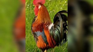 "Кто проснулся рано?"