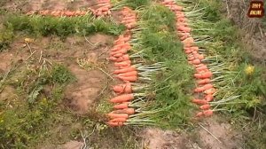 ? Морковный рекорд!!! Урожай моркови под мулчей без полива  ?♀️ / Record Carrot Harvest