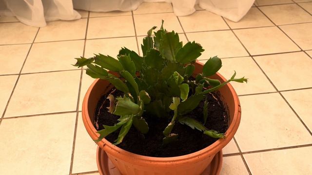 День пересадки декабристов смотреть онлайн