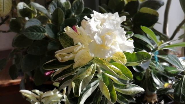 МОЙ ВАРИЕГАТНЫЙ СЕЯНЕЦ АДЕНИУМА БЕЛОСНЕЖНОЕ ОБЛАКО смотреть онлайн