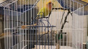 Попугай неразлучник учится петь и разговаривать.