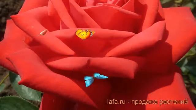 Роза чайно-гибридная Софи Лорен (sophia loren) ? обзор: как сажать, саженцы розы Софи Лорен смотреть онлайн